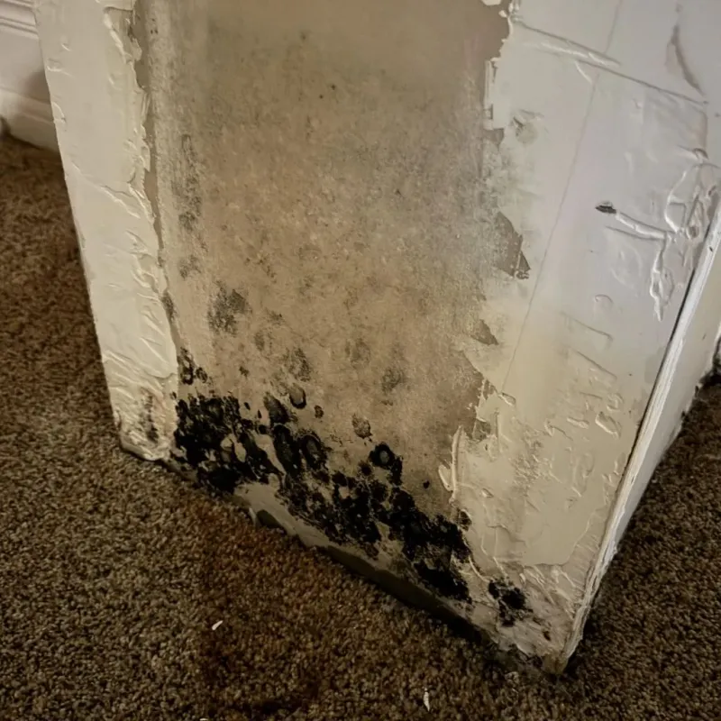 Professional Mold Removal in Weston County, WY